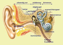 inwendige van het oor